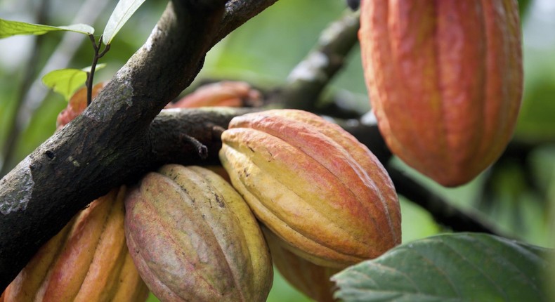 Here’s detailed explanation why Ghana will not reduce the prices of cocoa as directed by the IMF