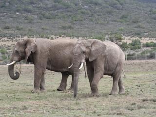 Słonie w RPA