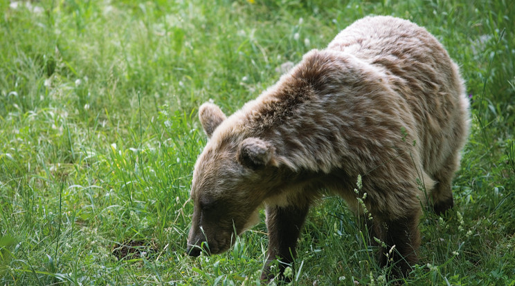 Tovább keresik a medvét Lyukóvölgyben /Illusztráció: Northfoto