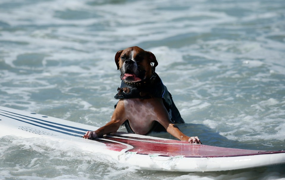 Takich surferów jeszcze nie widzieliście!