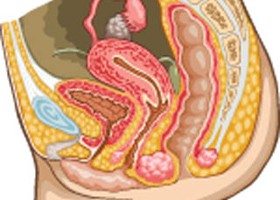 vulva-280-d0000098634751ac7afc6