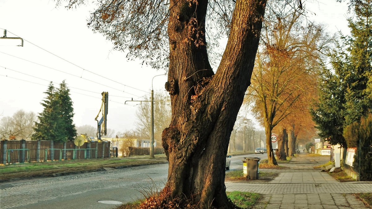 Gorzów Wielkopolski chce wyciąć połowę z 580 drzew w związku z modernizacją trzykilometrowej ul. Kostrzyńskiej. Przeciwnicy wycinki spowodowali, że drzewa odwiedzają przyrodnicy. Jednak, jak informuje magistrat, jak na razie nie znaleziono tam gatunków chronionych.