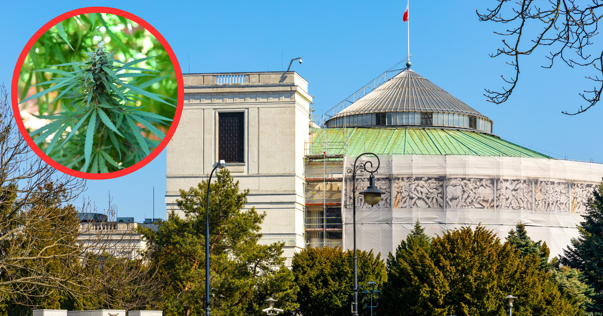 Legalizacja marihuany w Polsce: 15 g suszu i jedna roślina. Sejm zdecyduje