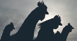 Walka polskich kurczaków o chińskiego klienta