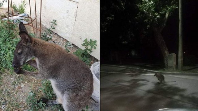 Szökött kenguruk kóborolnak Szekszárd utcáin
