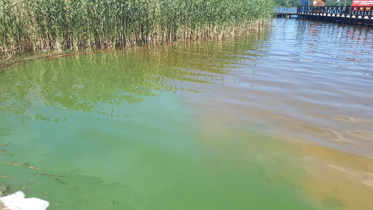 Od wczoraj w drugim co do wielkości jeziorze w Augustowie - jezierze Necko obowiązuje zakaz kąpieli z powodu zakwitu sinic i niebezpieczeństwa poparzenia skóry - informuje Urząd Miejski w Augustowie.