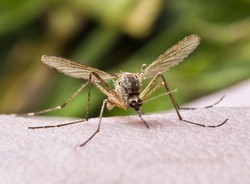 Zmodyfikowane KOMARY mogą zatrzymać rozprzestrzenianie się malarii