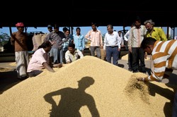 UE dopuściła do sprzedaży kolejną odmianę soi GMO