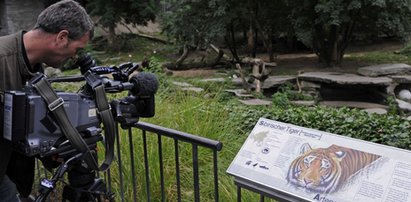 Masakra w zoo. Tygrys zagryzł opiekunkę, uciekł i...