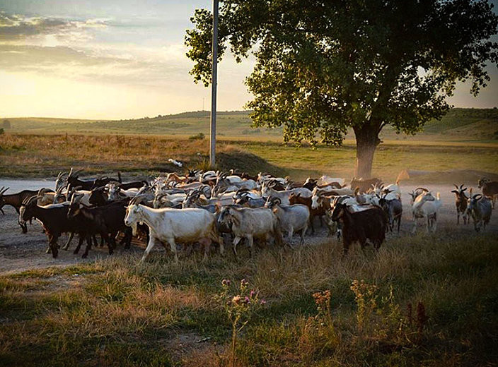 W Mołdawii wciąż można zobaczyć stada kóz i pasterzy. 