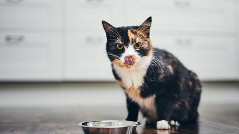 Ile razy dziennie karmić kota? To powinien wiedzieć każdy opiekun