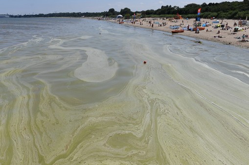 Sinice w Brzeźnie 24.07.2018 r.