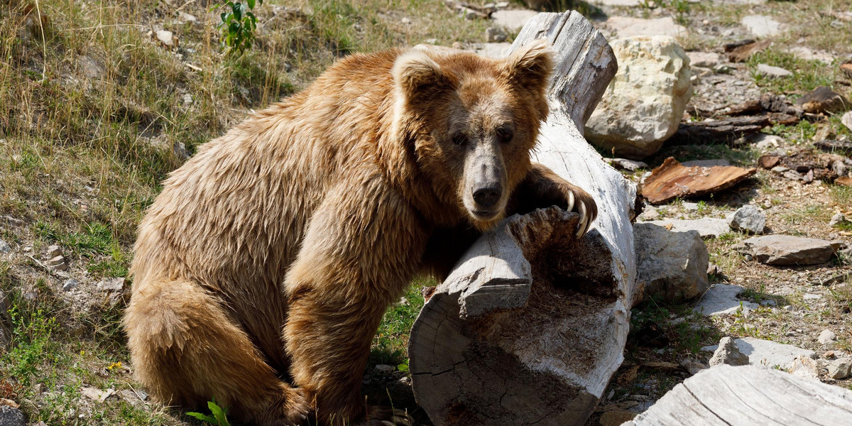 Niedźwiedzie demolują słowackie cmentarze! Interweniuje policja