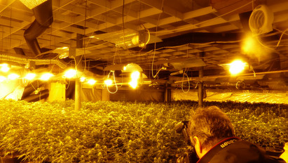 Belvárosi irodában termesztettek marihuánát