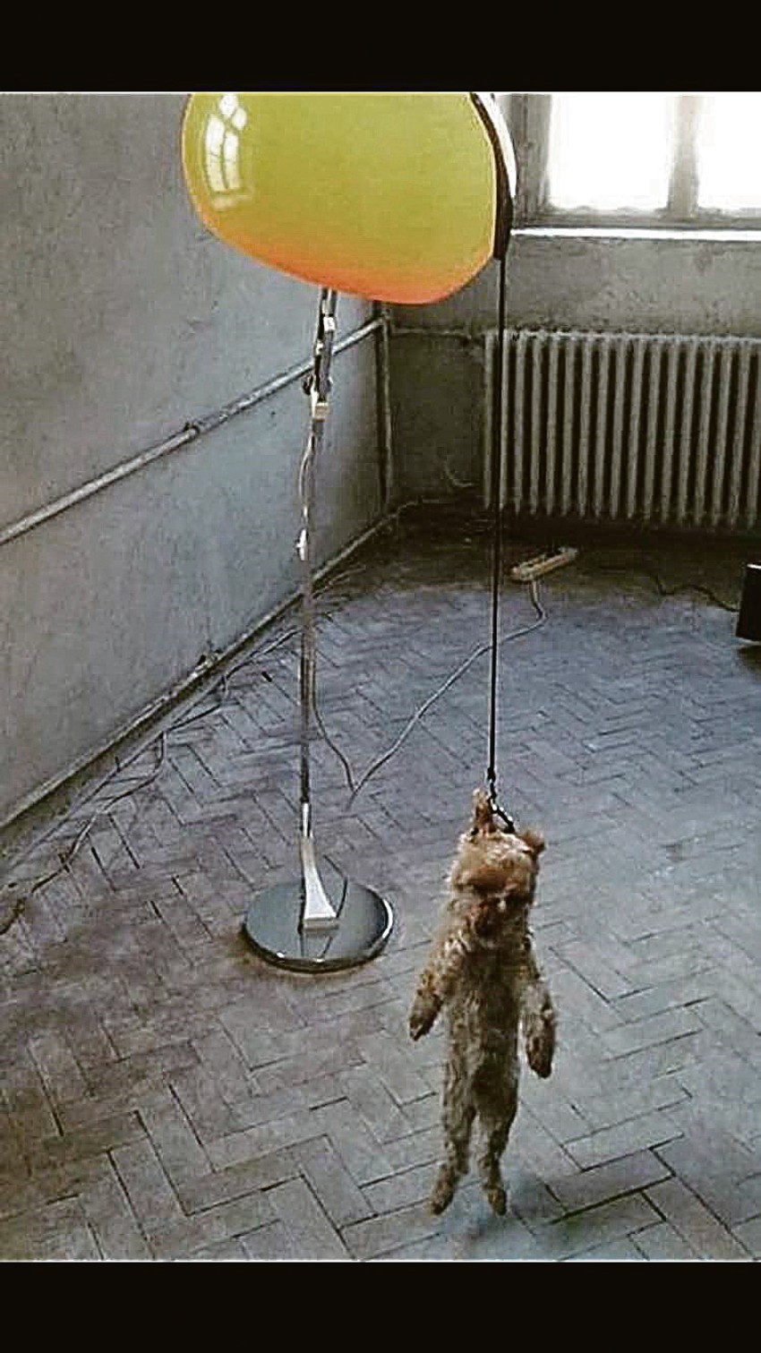 Via Levandovski, „Trbuhozborčev pas“/“Vaterlo“, instalacija, preparirani pas, 2016.