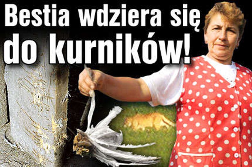 Bestia wdziera się do kurników