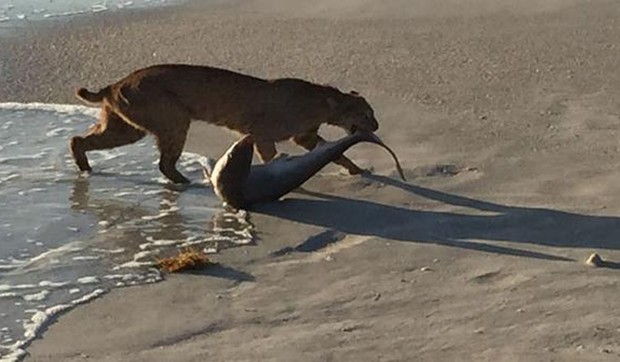 596308_ris-ajkula-foto-twitter-wplglocal10