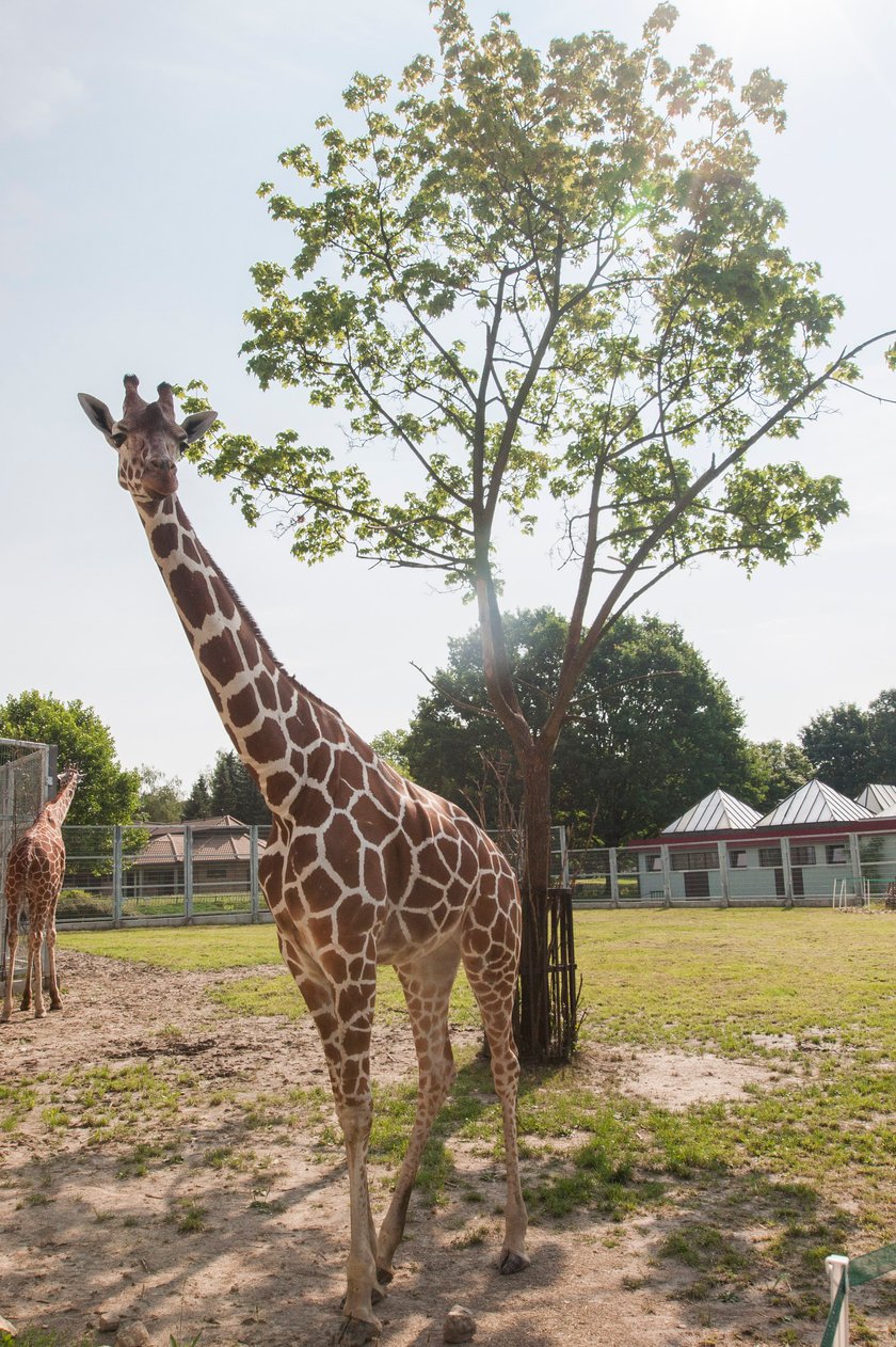 Sjesta w śląskim zoo