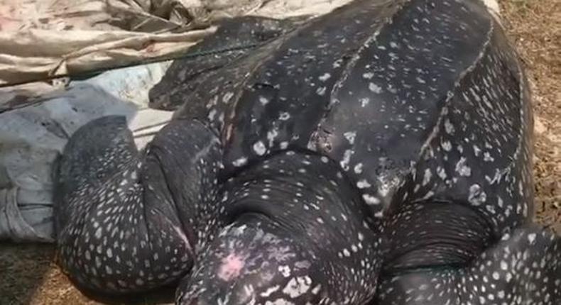 The leatherback turtle that was saved by Doyinsola Ogunye. (Instagram/Doyinsola_o)