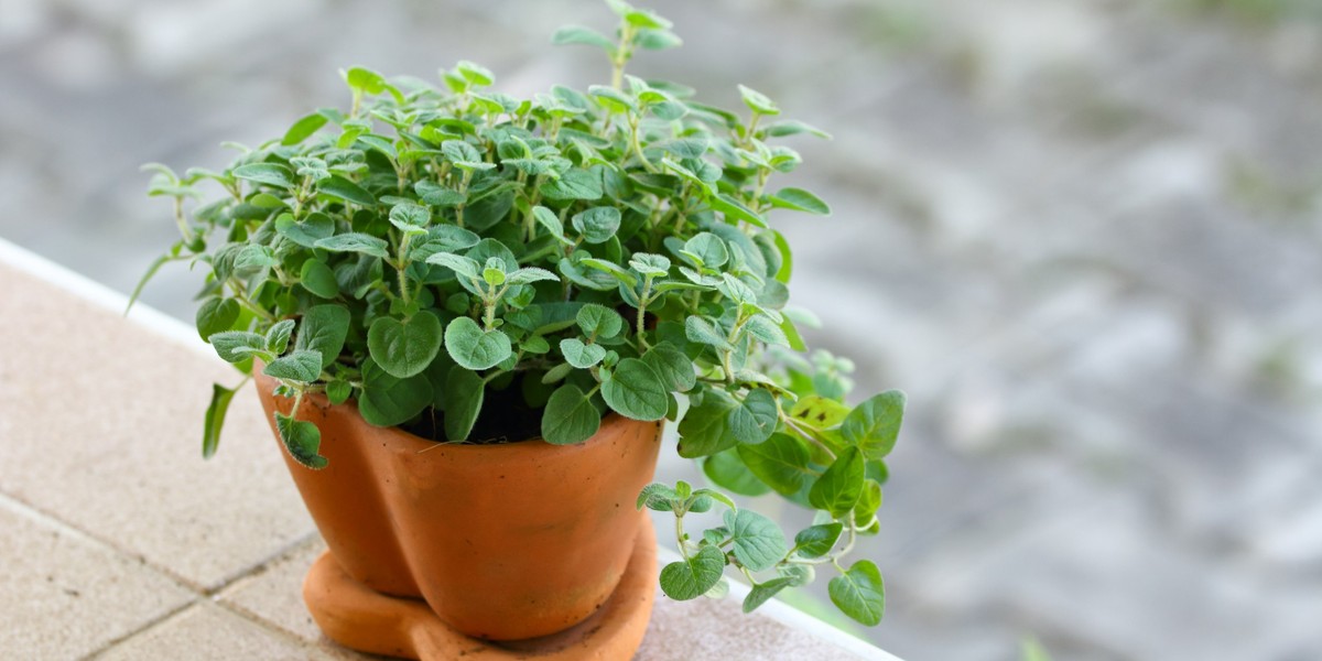 Oregano jest najczęściej podrabianą przyprawą. Zamiast jego listków możesz znaleźć liście... porzeczki.