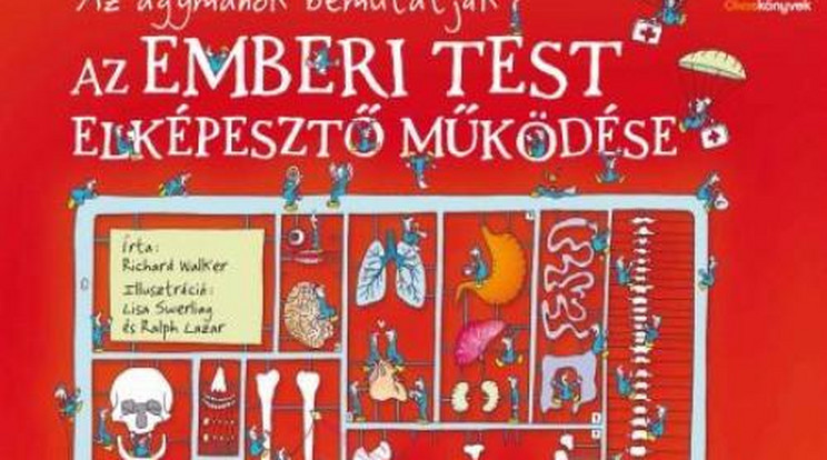 Így működik az emberi test