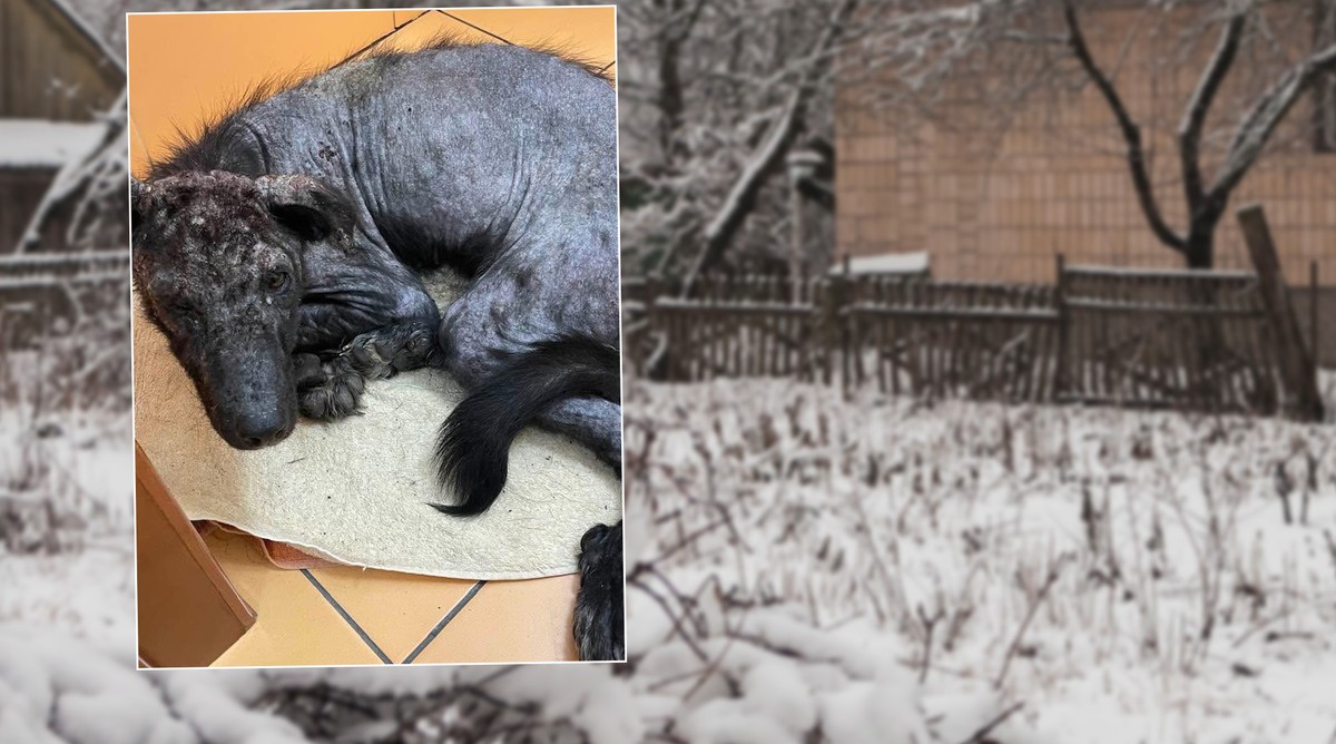 Szukał pomocy u ludzi i głośno płakał. Na jego widok pęka serce