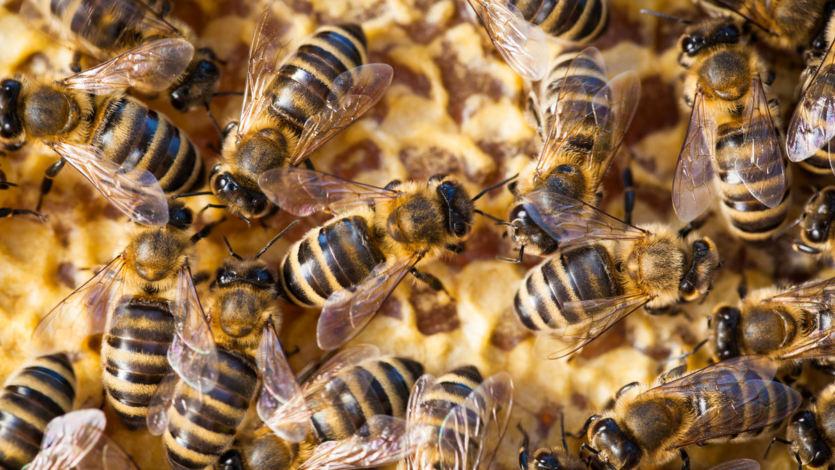 12- i 13-latek zniszczyli pasiekę Wild Hill Honey w Sioux City w stanie Iowa (Stany Zjednoczone). Ten akt wandalizmu sprawił, że zamarzło pół miliona pszczół. Nastolatkowie usłyszeli już zarzuty.