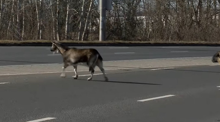 Kecske vezette birkanyáj kószált a Váci úton