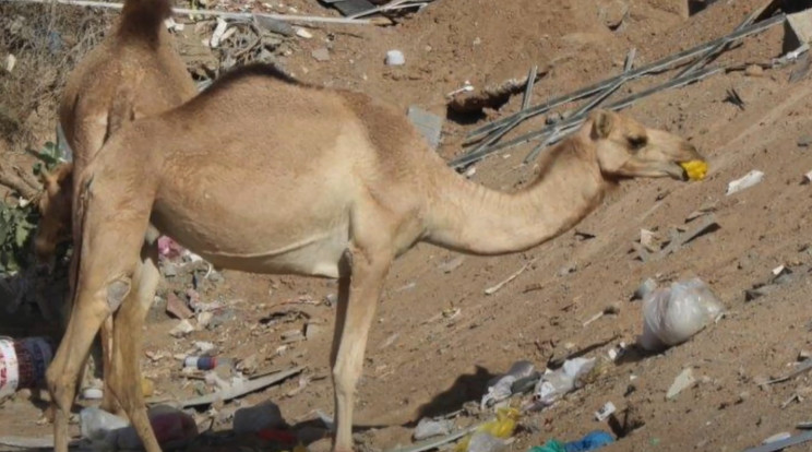 Az állatok azt hiszik, hogy élelem, ezért megeszik a hulladékot /Fotó: YouTube/