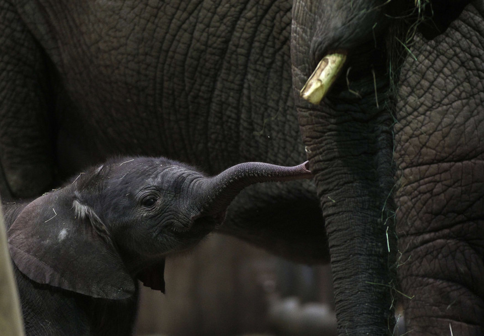 African elephant mother 'Punda' stands beside her newborn baby 'Shawu' in the zoo of Wuppertal