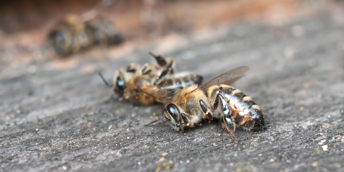 Kopaszyn: padło milion pszczół z pasieki. Sprawę wyjaśnia policja