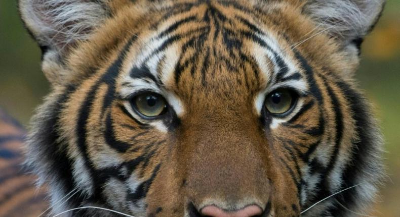 Four-year-old Malayan tiger Nadia who has tested positive for Covid-19