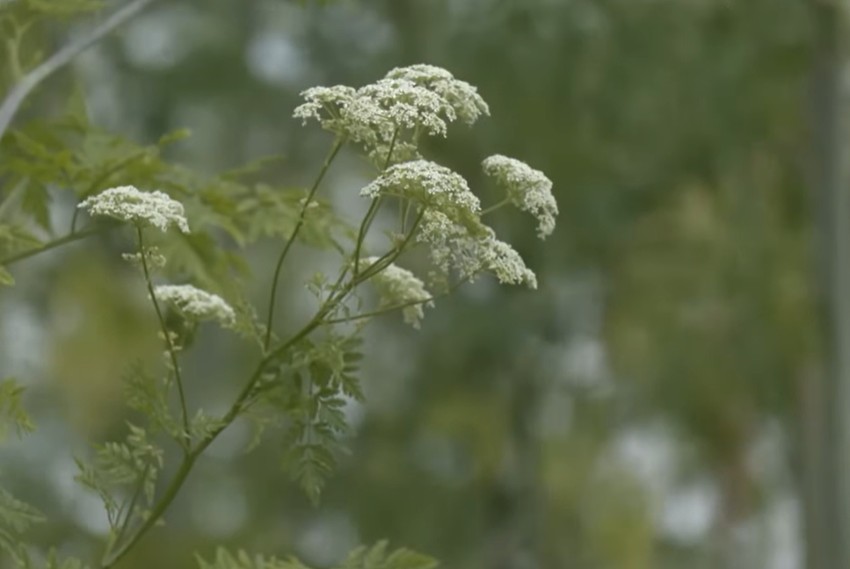 Biljka Heracleum sosnowskyi