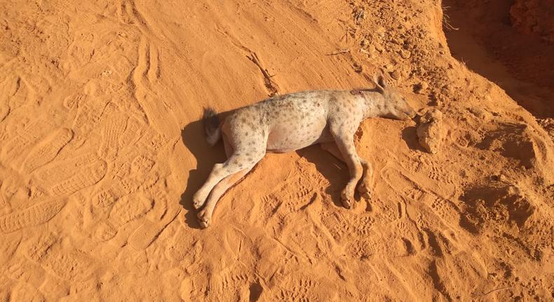 IED targeting police officers on patrol kills 2 Hyenas in Wajir