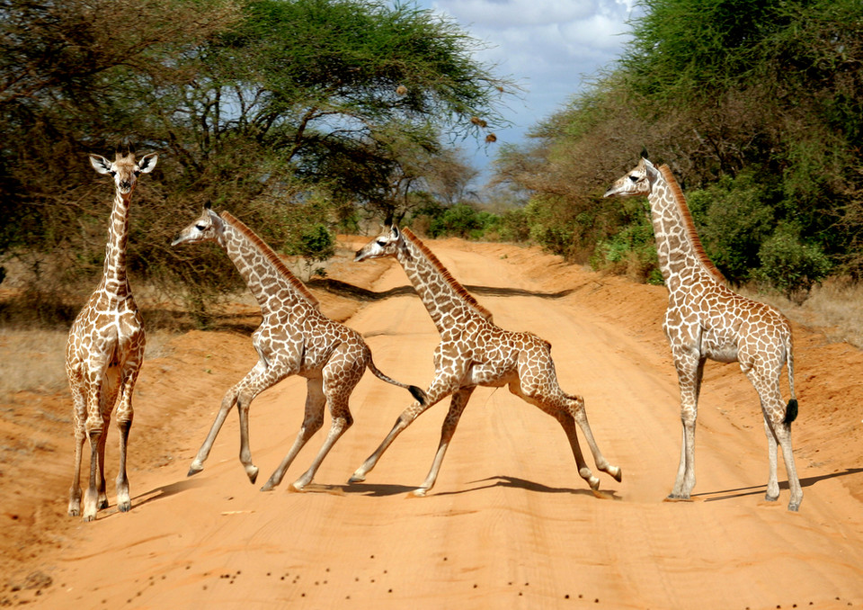 Park Narodowy Tsavo East