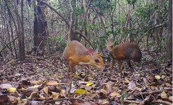 Gdzie się ukrywał kanczyl srebrnogrzbiety? Uznano ten gatunek za wymarły, ale po 30 latach odkryto go ponownie