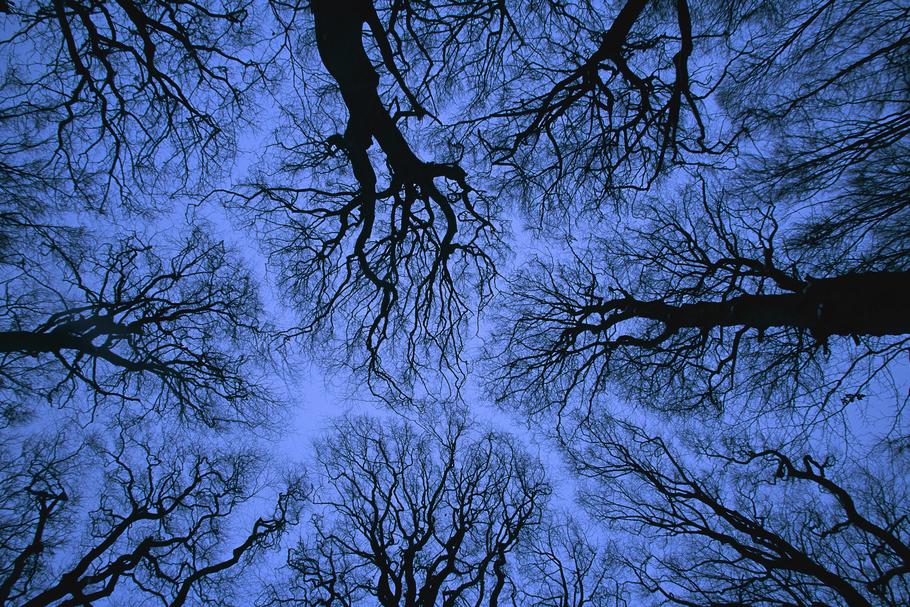 Looking up into leafless canopy in the winter showing crown shyness, blue hour, Jasmund National Par