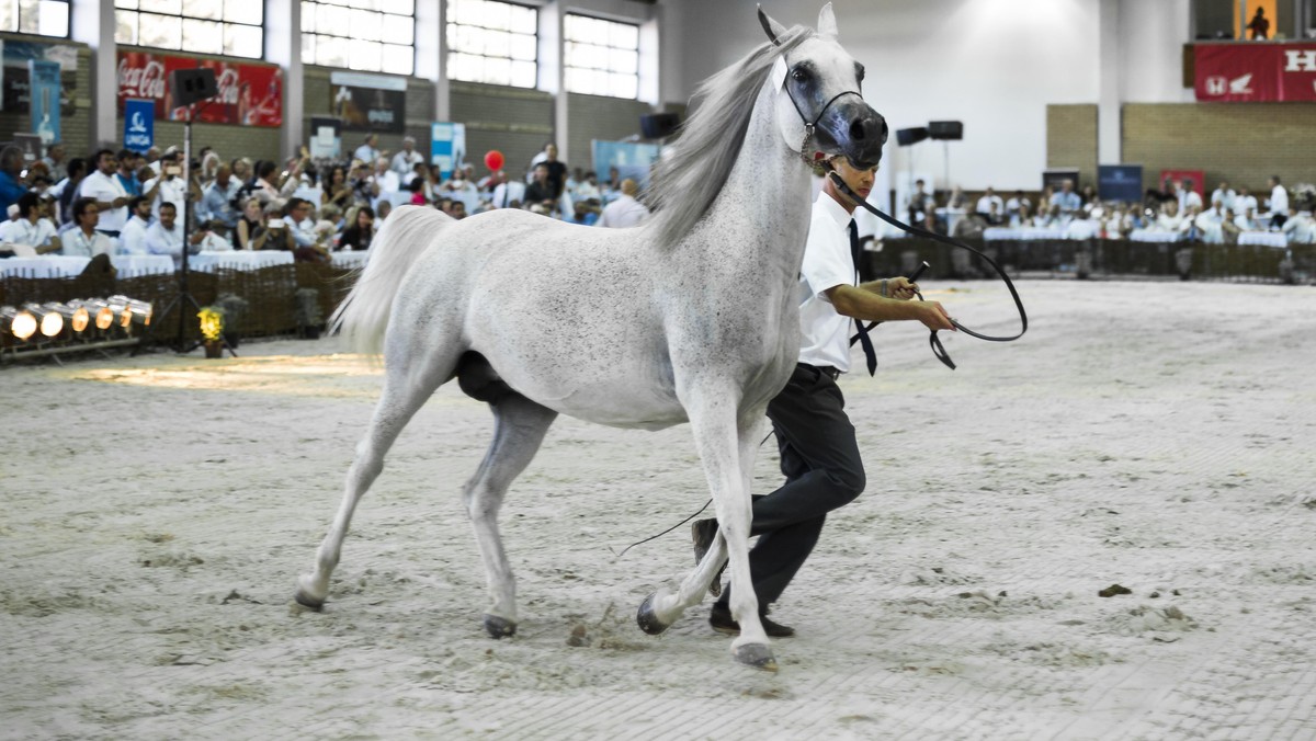 Arabian Horses Auction in Janow Podlaski