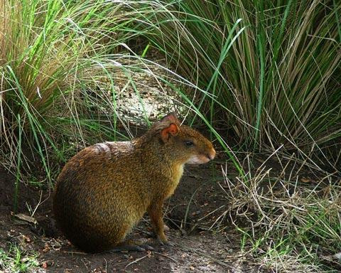 Galeria Argentyna - Delta rzek Parany i Urugwaju, fauna, obrazek 24