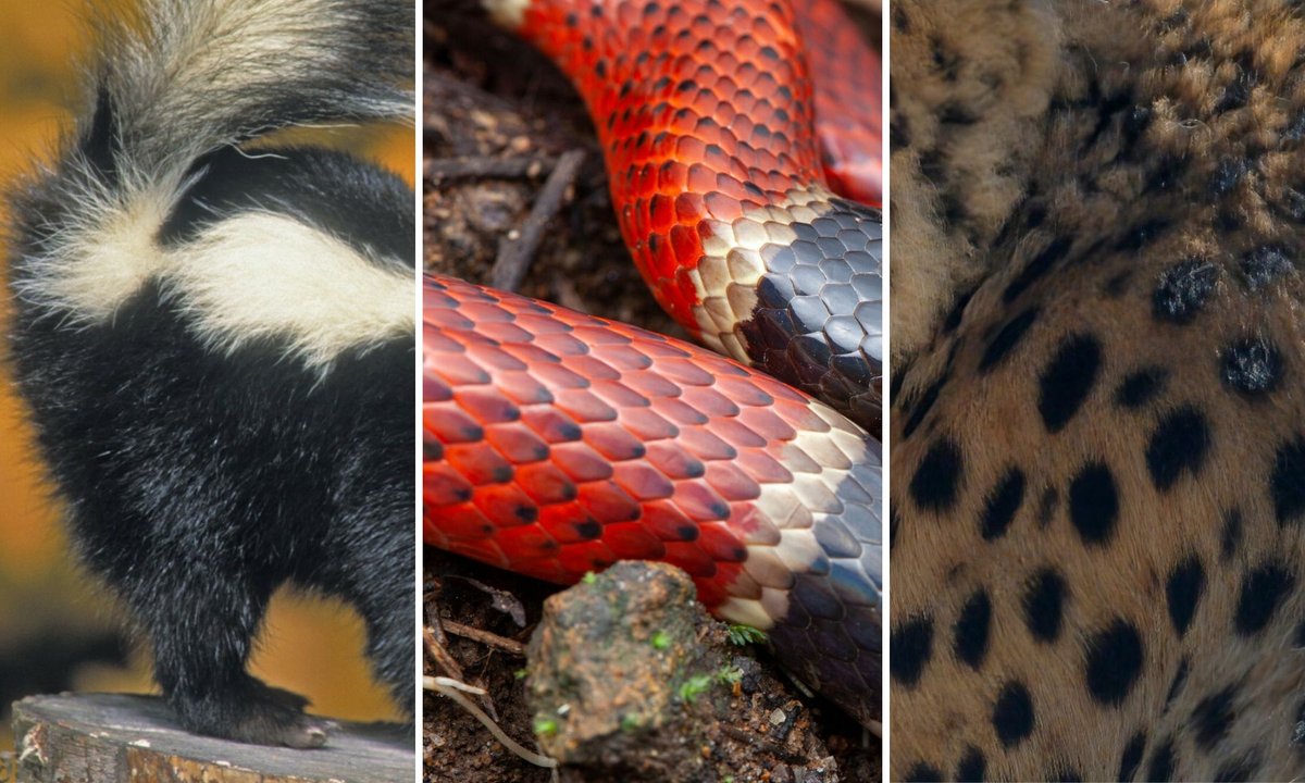 Rozpoznaj zwierzę na zdjęciu. Żeby było trudniej, dajemy tylko fragment!