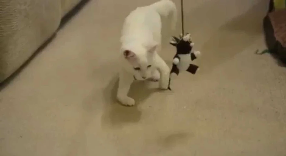 Uprkos svojoj deformaciji, veseo je, brz i razigran, kao i svako mače