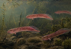 Praistorijska beba slična krokodilu, poznata kao Embolomer