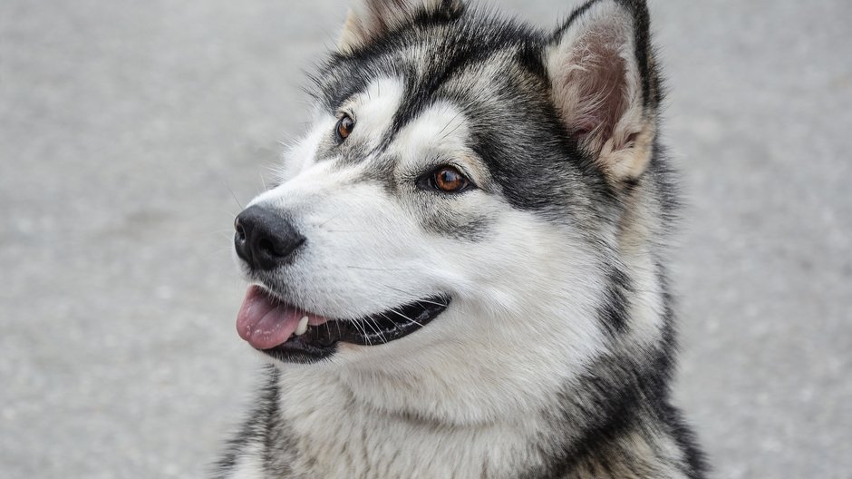 Alaskan malamute to pies o specyficznym charakterze - monicore/pixabay.com