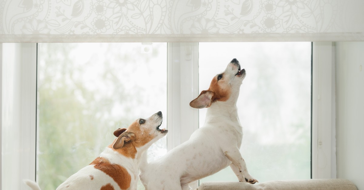 Uwaga właściciele psów i ich sąsiedzi! Szykują się zmiany w przepisach