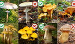 8 trujących grzybów, które można pomylić z jadalnymi