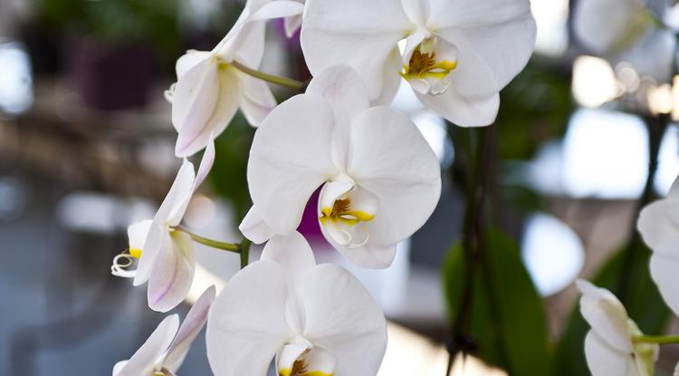 A legtöbben nem tudják, hogyan kell helyesen gondozni az orchideát Fotó: Northofot