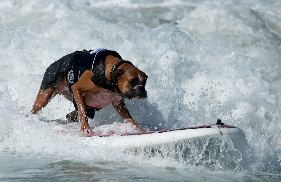 Takich surferów jeszcze nie widzieliście!