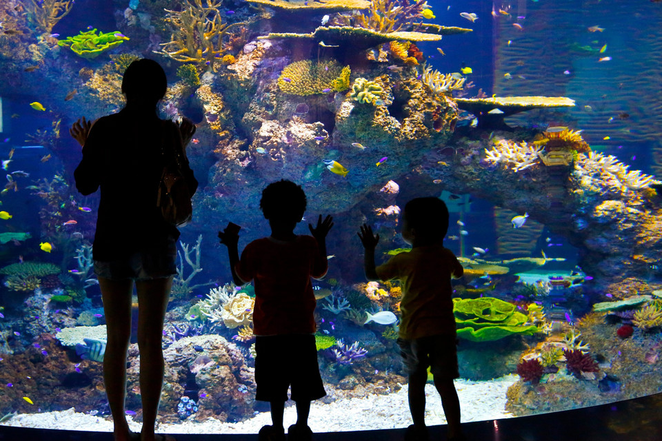 Singapur, Marine Life Park