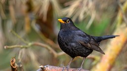 Ile wiesz o ptakach w Polsce? Sprawdź się, 10/10 dla wielu poza zasięgiem