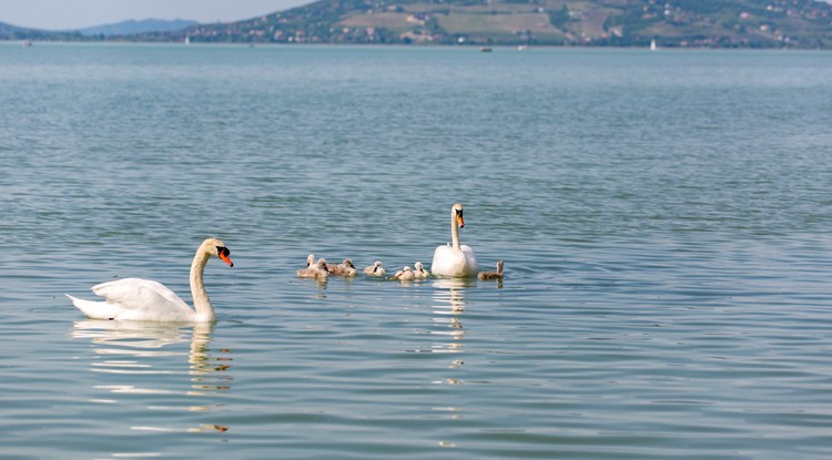 Hattyúcsalád a Balatonban a balatonfenyvesi szabadstandnál 2020. május 9-én